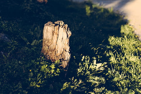 tree, summer, plant, nature, growth, day, no people, land, wood - material, bark, focus on foreground, close-up, field, outdoors, tree stump, beauty in nature, forest, tranquility, selective focus, tree trunk, trunk, 5K, CC0, public domain, royalty free