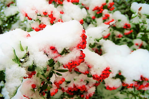neve, inverno, árvore, zimbro, frio, natureza, panorama, arvores, branco, vermelho, fruta, ramo, filiais, pinho, floresta, abrir, rural, de Meio Ambiente, temperatura fria, cor branca, congeladas, plantar, frutos de baga, comida e bebida, dia, Comida, ninguém, gelo, fechar-se, frescura, Alimentação saudável, beleza na natureza, ao ar livre, sorva, maduro, 5K, CC0, domínio público, royalty free