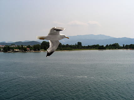 Grècia, thassos, aigua, volant, davant del mar, temes d'animals, mar, ocell, animal, vertebrats, cel, un animal, a l'aire, fauna animal, animals a la natura, ales separades, naturalesa, dia, muntanya, cap gent, escenics - natura, gavina, 2K, CC0, domini públic, lliure de regalies