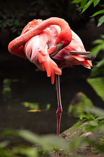 flaming, zwierzę, ptak, brugelette, Belgia, pairi daiza, różowy, dziób, ogród zoologiczny, pustynia, dziki, dzikiej przyrody, różowy flaming, Natura, Tapeta, tło, Zwierząt, flamingi, roślina, piękno natury, kolor różowy, zbliżenie, zwierzęta na wolności, żadnych ludzi, dzień, zwierzęca przyroda, tematy zwierzęce, skupić się na pierwszym planie, kręgowiec, wzrost, jedno zwierzę, kwiat, płatek, wrażliwość, na dworze, głowa kwiatu, zwierzęca szyja, 4K, CC0, domena publiczna, darmowe zdjęcia
