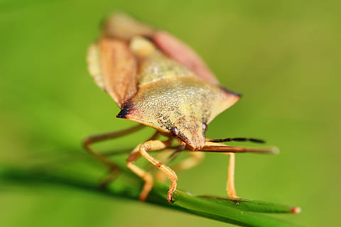carpocoris fuscispinus, bug di frutta del nord, insetto, natura, avvicinamento, scarafaggio, foto di insetti, macro, estate, giardino, piccolo, filo d'erba, bellissimo, pianta, primavera, stagione, animale, un animale, invertebrato, fauna selvatica, temi animali, animali allo stato selvatico, nessuno, parte del corpo animale, colore verde, messa a fuoco selettiva, parte vegetale, concentrarsi sulle conoscenze acquisite, foglia, antenna animale, fragilità, giorno, 5K, CC0, dominio pubblico, privo di copyright