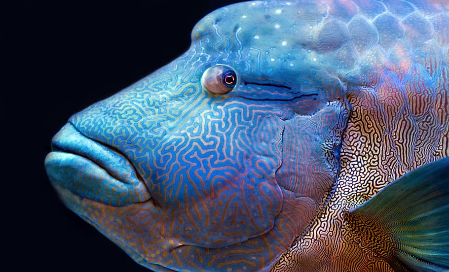 Blaufisch, Tierthemen, Tier, Meer, Tierwelt, Tiere in freier Wildbahn, unter wasser, ein Tier, Leben im Meer, Marine, Wirbeltier, Wasser, Fisch, unterseeisch, Nahansicht, keine Leute, Tierkörperteil, Tierkopf, Schwimmen, Natur, wirbellos, schwarzer Hintergrund, Salzwasserfisch, Tierauge, Profilansicht, 5K