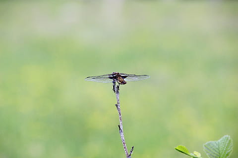 bug, dragonfly, wings, rest, grass, insect, invertebrate, focus on foreground, animal, animal themes, one animal, animals in the wild, animal wildlife, day, close-up, plant, nature, animal wing, no people, outdoors, plant stem, green color, beauty in nature, vulnerability, 5K, CC0, public domain, royalty free