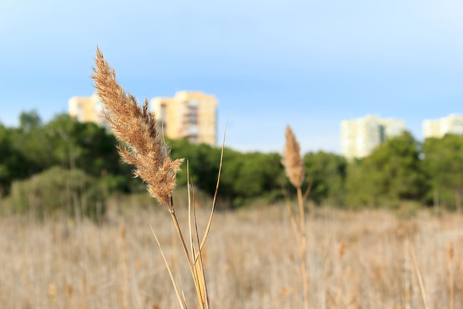 Bäume, Gras, trocken, Himmel, Gelb, Grün, Blau, Gebäude, außerhalb der Stadt, Tag, Pflanze, Wachstum, Feld, Land, Natur, Fokus auf den Vordergrund, Landschaft, Schönheit in der Natur, Ruhe, keine Leute, Nahansicht, Landwirtschaft, Umgebung, Ernte, draußen, ländliche Szene, Szenen - Natur, 5K