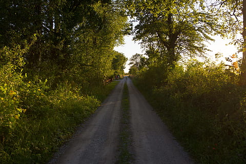 route, pad, weg, natuur, boom, groen, fabriek, richting, de weg vooruit, vervoer, perspectief verminderen, groei, kalmte, groene kleur, geen mensen, verdwijnpunt, schoonheid in de natuur, rustige scène, dag, land-, buitenshuis, zonlicht, niet-stedelijke scène, 5K, CC0, publiek domein, royaltyvrij