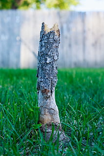 rod, træ, bagagerum, trunk tree, træstamme, trunk af træet afskåret, natur, græs, plante, Mark, fokus på forgrunden, jord, dag, ingen mennesker, vækst, selektiv fokusering, tæt på, udendørs, grøn farve, træ - materiale, miljø, ro, beskadiget, 5K, CC0, offentligt domæne, royaltyfrie