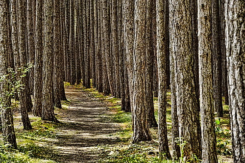 Natura, las, drzewa, pnie drzew, drewno, z dala, szczekać, drzewo, bagażnik samochodowy, pnia drzewa, wylądować, roślina, wzrost, lesisty teren, spokój, dzień, żadnych ludzi, piękno natury, droga naprzód, na dworze, kierunek, chodnik, spokojna scena, scena pozamiejska, scenics - natura, malejąca perspektywa, treelined, sosna, drzewo iglaste, lasy sosnowe, 5K, CC0, domena publiczna, darmowe zdjęcia