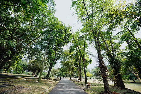 parque, al aire libre, cenador, jardín, mueble, banco, árbol, planta, hierba, tronco de arbol, camino, naturaleza, la carretera, vegetación, césped, arboleda, bosque, tierra, selva, el camino a seguir, dirección, color verde, crecimiento, transporte, belleza en la naturaleza, día, perspectiva decreciente, el maletero, tranquilidad, sendero, treelined, punto de fuga, rama, nadie, 5K, CC0, dominio público, libre de derechos