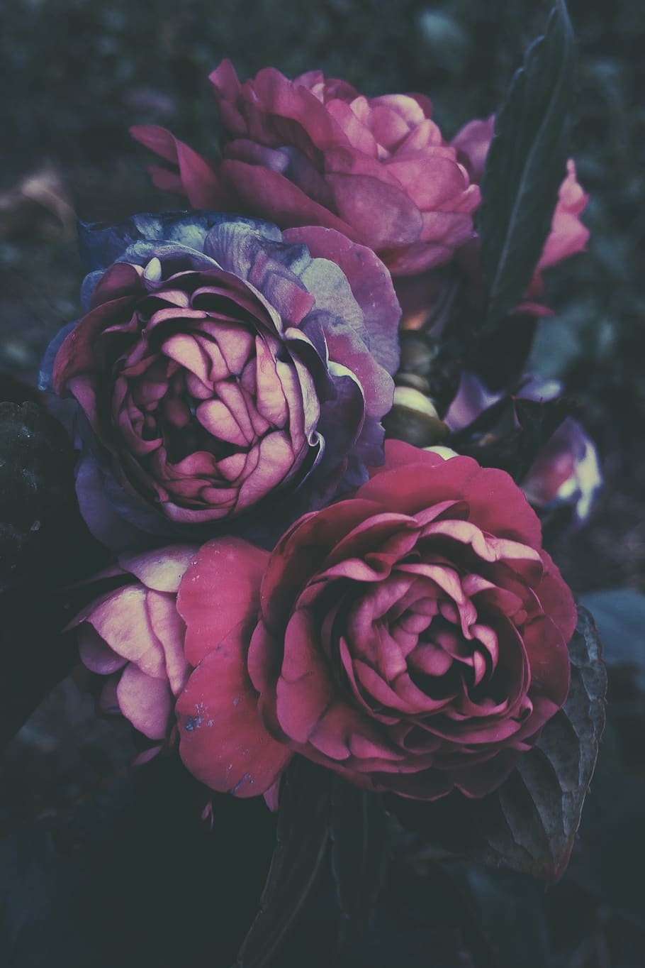 Azerbaidjan, gebele, planta, flor, planta amb flors, frescor, pètal, fragilitat, vulnerabilitat, bellesa a la natura, primer pla, inflorescència, cap de flor, rosa, flor de roses, creixement, naturalesa, centrar-se en primer pla, cap gent, vermell, dia, a l'aire lliure, arranjament floral, bouquet, 2K
