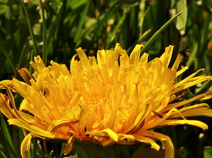 spring, dandelion, close up, macro, plant, flower, meadow, wild flower, yellow, flowers, wildflowers, bühen, single flower, flowering plant, beauty in nature, freshness, vulnerability, fragility, growth, petal, close-up, flower head, inflorescence, nature, focus on foreground, day, no people, field, land, outdoors, pollen, 5K, CC0, public domain, royalty free