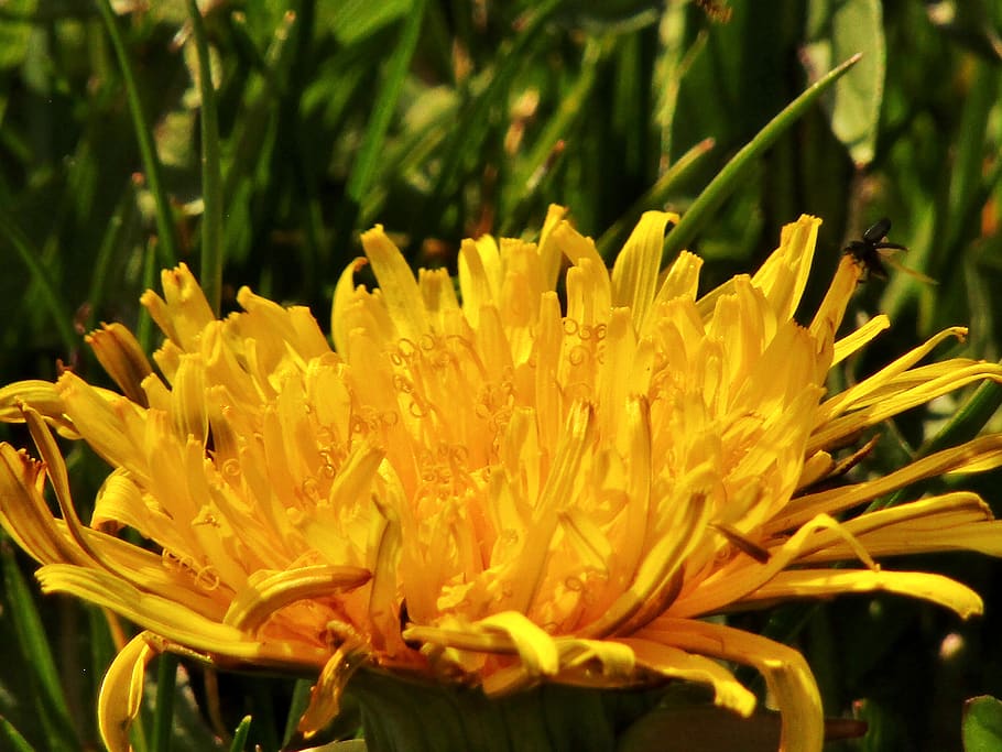spring, dandelion, close up, macro, plant, flower, meadow, wild flower, yellow, flowers, wildflowers, bühen, single flower, flowering plant, beauty in nature, freshness, vulnerability, fragility, growth, petal, close-up, flower head, inflorescence, nature, focus on foreground, day, no people, field, land, outdoors, pollen, 5K