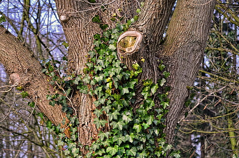 albero, tronco, abbaiare, tronco biforcuto, edera, edera cresciuta, edera albero cresciuto, pianta, tronco d'albero, crescita, natura, giorno, nessuno, legno - materiale, all'aperto, concentrarsi sulle conoscenze acquisite, bellezza nella natura, ramo, la tranquillità, avvicinamento, colore verde, strutturato, temi animali, animale, lichene, 4K, CC0, dominio pubblico, privo di copyright