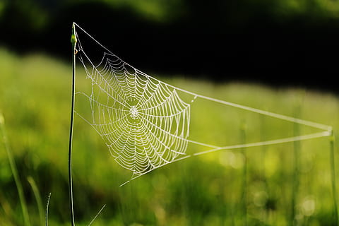 spider web, grass, arachnid, cobweb, macro, spider's web, spiderweb, web, close-up, focus on foreground, plant, fragility, nature, vulnerability, day, no people, beauty in nature, green color, selective focus, outdoors, intricacy, natural pattern, animal, pattern, growth, tranquility, complexity, 5K, CC0, public domain, royalty free
