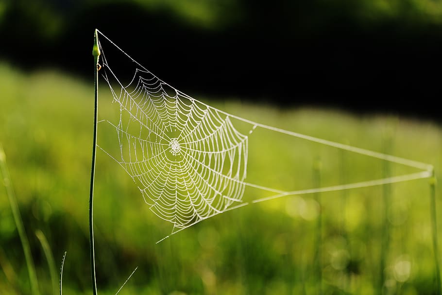 teranyina, herba, aràcnids, macro, web de l'aranya, web, primer pla, centrar-se en primer pla, planta, fragilitat, naturalesa, vulnerabilitat, dia, cap gent, bellesa a la natura, color verd, enfocament selectiu, a l'aire lliure, complexitat, patró natural, animal, patró, creixement, tranquil·litat, 5K