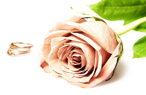 ring, hvid, brud, to, fest, gave, kærlighed, arrangement, forhold, emotion, skinnende, stadig, engagement, bryllup, evighed, romantik, parti, par, ædelsten, metal, følelser, ceremoni, bryllupsrejse, jubilæum, smykker, blomst, lykke, brude, ægteskab, cirkel, luksus, slør, begivenhed, flor, kort, guld, perle, skønhed, blonder, Brudgom, romantisk, juvel, strålende, til stede, lykkelig, Rose, friskhed, rosenblomst, blomstrende plante, skønhed i naturen, tæt på, plante, natur, blomsterhoved, skrøbelighed, sårbarhed, ingen mennesker, blad, kronblad, blomsterstand, plante del, studio skud, skåret ud, Stærkt oplyst, 2K, CC0, offentligt domæne, royaltyfrie