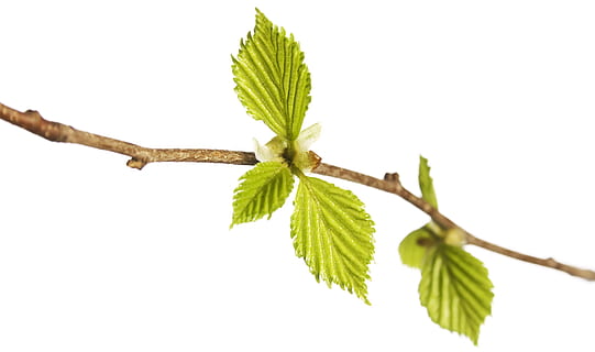 afdeling, træ, blad, grøn, hvid, plante, isolerede, vækst, natur, forår, Kvist, knop, spirende, blomstre, spire, ny, stilk, tæt på, lille, spray, løv, Brun, sæson-, botanisk, voksende, burst, flor, skyde, Kirsebærtræ, vegetation, makro, sæson, flora, kirsebær, ung, have, løvet, urt, frisk, detalje, delikat, friskhed, plante del, grøn farve, hvid baggrund, mad og drikke, mad, studio skud, skåret ud, urtemedicin, ingen mennesker, marijuana - urte cannabis, medicin, skønhed i naturen, udendørs, 4K, CC0, offentligt domæne, royaltyfrie