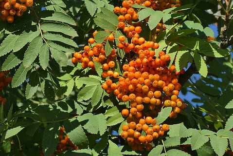 rowan, estiu, naturalesa, arbre, fullatge, maduració, taronja, fruites, fruita, alimentació saludable, menjar i beguda, menjar, creixement, full, part de la planta, planta, frescor, color verd, benestar, color taronja, dia, arbre fruiter, bellesa a la natura, cap gent, vista d’angle baix, a l'aire lliure, madur, rowanberry, plantació, 2K, CC0, domini públic, lliure de regalies