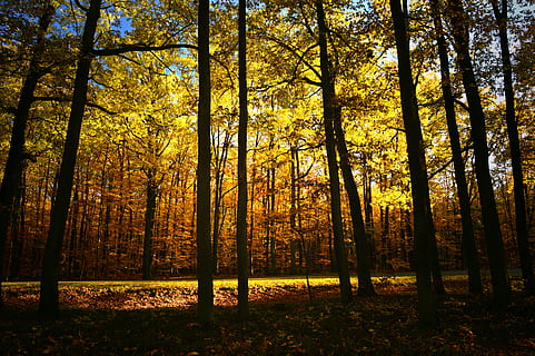 Wald, Laubwald, Laubbäume, Bäume, Licht, Lichteinfall, Sonne, Sonnenstrahl, Stimmung, Herbst, Herbststimmung, Blätter, Herbstlaub, Herbstfarbe, golden, hell, sich ausruhen, Idylle, romantisch, atmosphärisch, Baum, Pflanze, Land, Schönheit in der Natur, Ruhe, Baumstamm, Kofferraum, Szenen - Natur, Wachstum, ruhige Szene, Natur, Veränderung, keine Leute, Nicht-städtische Szene, idyllisch, orange Farbe, Sonnenlicht, draußen, 5K, CC0, gemeinfrei, lizenzfrei
