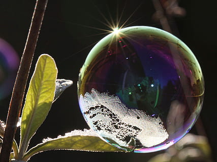 Seifenblase, Licht, Reflexion, schimmern, schwerelos, Fokus auf den Vordergrund, Nahansicht, Natur, Verletzlichkeit, Zerbrechlichkeit, keine Leute, Sonnenlicht, Blatt, Pflanzenteil, Wachstum, Pflanze, Tag, Blase, Schönheit in der Natur, draußen, Kugel, gestalten, selektiver Fokus, Frische, 4K, CC0, gemeinfrei, lizenzfrei