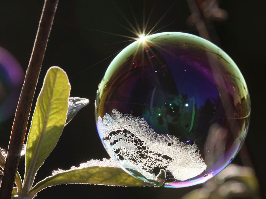 sæbeboble, lys, afspejling, glimmer, vægtløs, fokus på forgrunden, tæt på, natur, sårbarhed, skrøbelighed, ingen mennesker, sollys, blad, plante del, vækst, plante, dag, boble, skønhed i naturen, udendørs, sfære, form, selektiv fokusering, friskhed, 4K