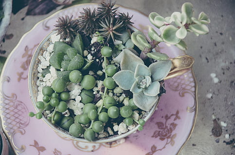 sappig, kopje thee, plat leggen, verschoten, fabriek, macro, uniek, roze, groen, plant dame, cactus, whimsy, versheid, welzijn, eten en drinken, tafel, voedsel, gezond eten, geen mensen, binnenshuis, stilleven, kom, hoge hoekmening, houder, groene kleur, detailopname, natuur, dag, blad, focus op de voorgrond, deel van de plant, bloemenpatroon, 4K, CC0, publiek domein, royaltyvrij