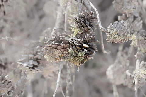 provence, pinecone, medis, Iš arti, sutelkti dėmesį į naujas žinias, augalų, pobūdį, gėlė, dieną, nėra žmonių, vabzdys, žydintys augalai, gyvūnų temos, gyvūnams, gyvūnų gyvūnija, gyvūnas, grožis gamtoje, lauke, augimą, bestuburiai, atrankinis dėmesys, trapumas, saulės šviesa, apdulkinimas, 5K, CC0, Viešasis domenas, nemokamai