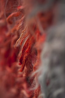 carpet, fabric, wool, texture, macro, red, detail, textile, model, weaving, pattern, color, fashion, decoration, design, cotton, silk, modern, decorative, surface, selective focus, close-up, no people, backgrounds, full frame, softness, extreme close-up, nature, indoors, studio shot, textured, fragility, plant, vulnerability, abundance, abstract, freshness, soft focus, 4K, CC0, public domain, royalty free