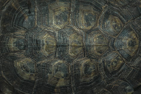 černá želva shell, želva, zvíře, plaz, mořský život, box želva, Monterrey, Mexiko, tortuga, caparazon, kost, kůže, textura, vzor, želva textura, želva zpět, concha, anfibio, naturaleza, zvířata ve volné přírodě, zvířat, jednoho zvířete, detail, skořápka želvy, zvířecí shell, shell, obratlovců, venku, Příroda, nikdo, celý rám, přírodní vzor, pozadí, den, námořní, 5K, CC0, veřejná doména, bez autorských práv