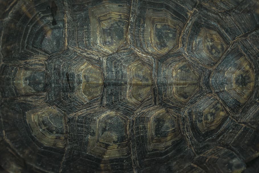 closca de tortuga negra, tortuga, animal, rèptil, la vida marina, caixa de tortuga, monterrey, mexicà, caparazon, os, pell, textura, patró, textura de la tortuga, la tortuga cap enrere, concha, amphibio, naturalesa, animals a la natura, fauna animal, temes d'animals, un animal, primer pla, closca de tortuga, closca d’animals, shell, vertebrats, a l'aire lliure, cap gent, marc complet, patró natural, fons, dia, marí, 5K