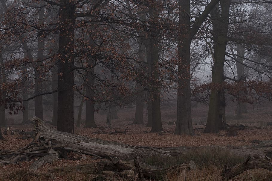 bosc, parc, arbres, hivern, fulles, full, herba, Londres, UK, parc de Richmond, arbre, terra, planta, tranquil·litat, tronc de l'arbre, tronc, bellesa a la natura, naturalesa, tardor, cap gent, escena tranquil·la, boira, escena no urbana, a l'aire lliure, canvi, creixement, escenics - natura, 4K
