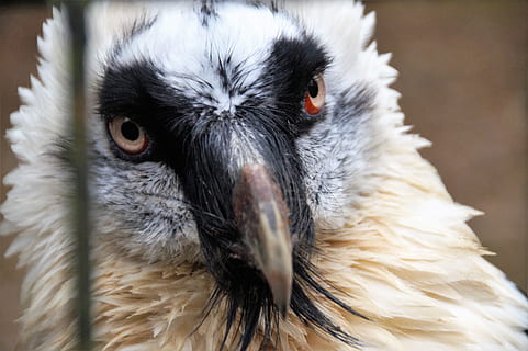 vogel, groot, roofdier, adelaar, veer, wild, hoofd, bek, dierentuin, de zoölogische tuin, gevangenschap, carnivoor, uitzicht, portret, dier, dierlijke thema's, één dier, detailopname, gewerveld, dierenleven, dieren in het wild, dierlijke lichaamsdeel, roofvogel, geen mensen, dierenkop, focus op de voorgrond, dag, kijkend naar de camera, buitenshuis, uil, natuur, dierlijk oog, 5K, CC0, publiek domein, royaltyvrij