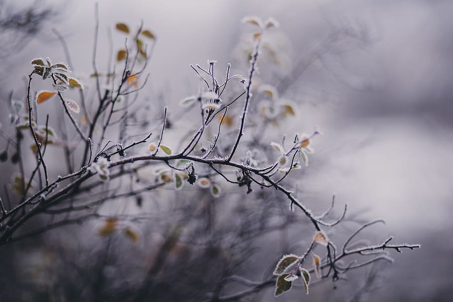 tilt shift focus photography, bianca, fiore petalo, sfondo sfocato, rami, avvicinamento, freddo, colori, ambiente, sibilo, brina, gelido, congelato, crescita, ghiaccio, paesaggio, natura, panoramico, stagione, la neve, luce del sole, tempo metereologico, inverno, pianta, albero, ramo, nessuno, concentrarsi sulle conoscenze acquisite, all'aperto, bellezza nella natura, giorno, fiore, messa a fuoco selettiva, la tranquillità, asciutto, pianta fiorita, cielo, albero nudo, fragilità, pianta morta, 5K