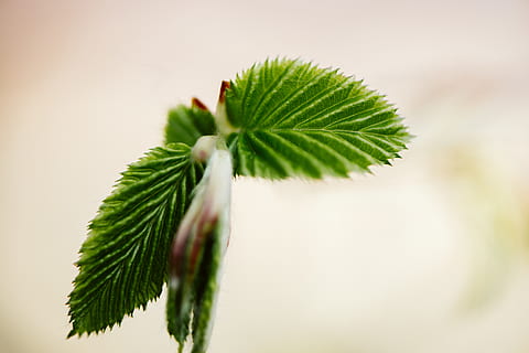 planta, full, arbre, conífera, Austràlia, verd, primavera, abies, avet, sortir, schönbrunn, viena, flor, làrix, brollar, brot, lupin, pi, cànem, color verd, part de la planta, primer pla, naturalesa, cap gent, centrar-se en primer pla, frescor, a l'aire lliure, arbre de coníferes, dia, menjar, bellesa a la natura, branca, menjar i beguda, creixement, herba, arbre de fulla perenne, agulla - part de la planta, 5K, CC0, domini públic, lliure de regalies