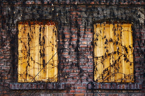 bricks, vines, wood, shutters, old, no people, weathered, full frame, wood - material, architecture, metal, backgrounds, day, yellow, damaged, outdoors, wall - building feature, built structure, close-up, rusty, decline, textured, the past, history, 1080P, CC0, public domain, royalty free