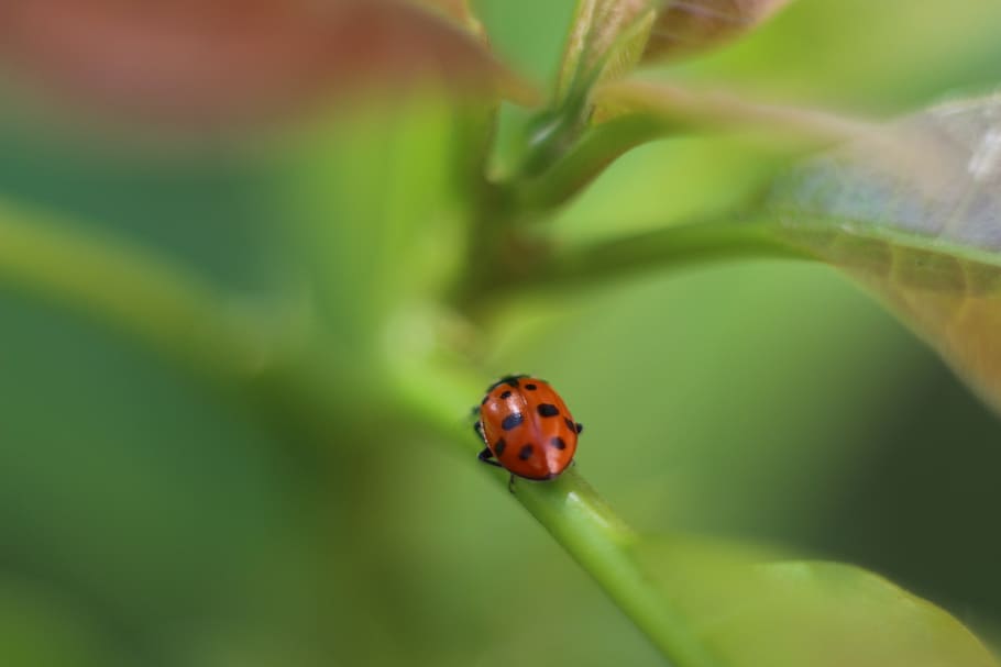 marieta, insecte, coccinellida, error, escarabat, invertebrat, fauna animal, animals a la natura, un animal, temes d'animals, animal, tacat, primer pla, planta, cap gent, naturalesa, enfocament selectiu, dia, part de la planta, vermell, color verd, full, petit, fulla d'herba, 5K