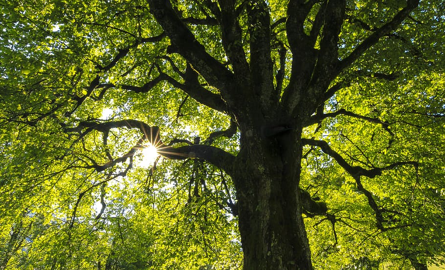 grønbladet træ, dagtimerne, træ, sollys, flora, egetræ, plante, natur, rueggenthalstrasse 26, Bäretswil, Schweiz, udendørs, Skov, vegetation, jord, sommer, bagagerum, Stamm, licht, aste, grün, sonnenstrahlen, træstamme, vækst, lav vinkel visning, skønhed i naturen, grøn farve, afdeling, ingen mennesker, dag, ro, baggrunde, fuld ramme, scenics - natur, træ baldakin, 4K