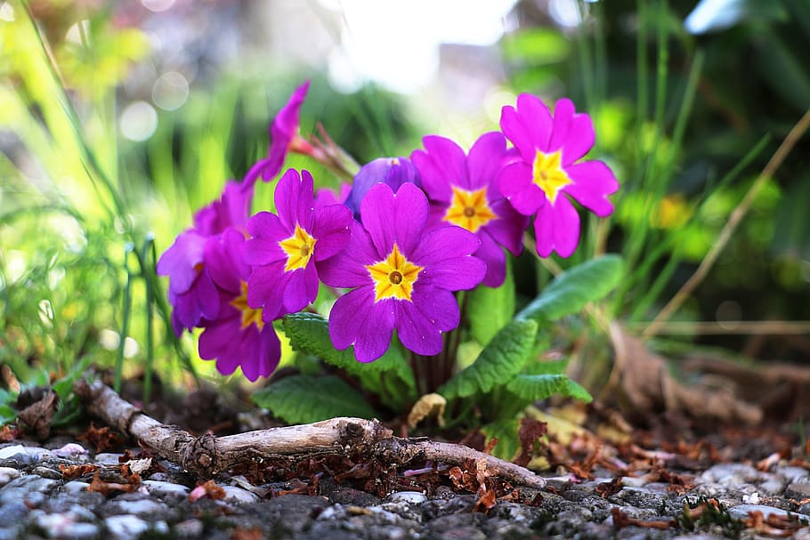 primula, forår, blomst, natur, have, blomstrende plante, plante, friskhed, skønhed i naturen, vækst, skrøbelighed, sårbarhed, tæt på, kronblad, blomsterhoved, dag, ingen mennesker, blomsterstand, selektiv fokusering, fokus på forgrunden, plante del, blad, udendørs, lilla, 4K