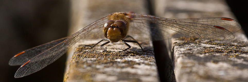 ważka, cztery poprawki, owad, skrzydło, ścieśniać, makro, libellula quadrimaculata, zwierzę, lato, biotop, ochrona gatunków, makro owadów, bezkręgowy, tematy zwierzęce, skrzydło zwierzęce, zwierzęta na wolności, zwierzęca przyroda, jedno zwierzę, zbliżenie, Natura, selektywne skupienie, żadnych ludzi, drewno - materiał, dzień, na dworze, skupić się na pierwszym planie, część ciała zwierzęcia, latać, 1080P, CC0, domena publiczna, darmowe zdjęcia