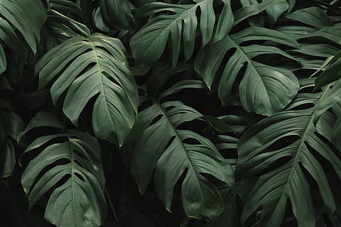 fondale, sfondo, vuoto, colore, copia spazio, copyspace, arredamento, decorazione, deliciosa, design, spazio di design, effetto, elemento, fogliame, foresta, giardino, verde, verdura, interno, giungla, foglia, le foglie, sfondi, colore verde, fotogramma intero, crescita, nessuno, avvicinamento, parte vegetale, bellezza nella natura, pianta, abbondanza, natura, freschezza, modello naturale, giorno, grande gruppo di oggetti, modello, all'aperto, mangiare sano, natura morta, 5K, CC0, dominio pubblico, privo di copyright
