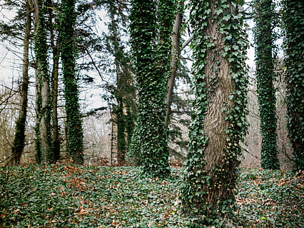 piante di vite, tronchi d'albero, pianta, Gernany, Berlino, edera, terra, albero, tronco d'albero, verde, parco, fogliame, natura, Marrone, alberi, foresta, olandese, muschio, giardino, all'aperto, pergolato, vite, tronco, la tranquillità, bosco, crescita, bellezza nella natura, scena tranquilla, nessuno, giorno, scenics - natura, scena non urbana, ambiente, a distanza, colore verde, Pino, bosco di pini, albero di conifere, albero sempreverde, 4K, CC0, dominio pubblico, privo di copyright