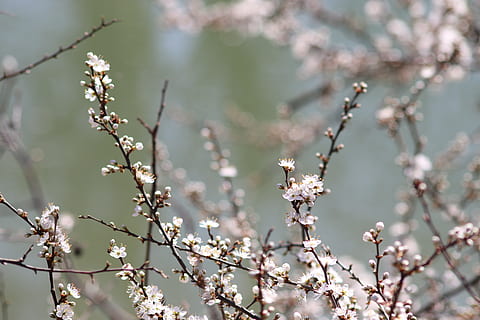 flors de primavera, brots, eclosió, primavera, naturalesa, branca, florir, arbre, realització, prunus, romàntic, temporada, llum, botànica, flora, flor, planta amb flors, planta, creixement, bellesa a la natura, fragilitat, centrar-se en primer pla, dia, vulnerabilitat, primer pla, cap gent, frescor, tranquil·litat, a l'aire lliure, enfocament selectiu, flor de cirerer, cirerer, 5K, CC0, domini públic, lliure de regalies