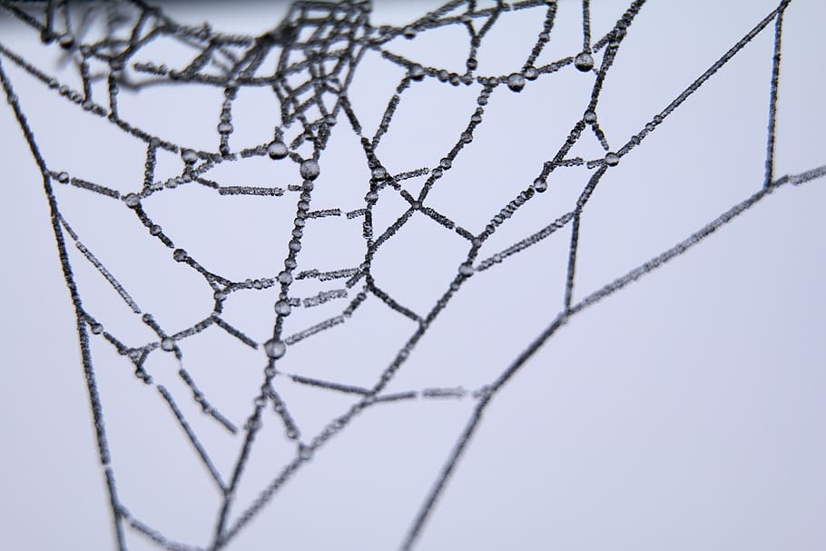 il·lustració de la tela aranya, primer pla, teranyina, macro, web de l'aranya, web, humit, tir de l'estudi, cap gent, patró, a l'interior, cable, tecnologia, xarxa, enfocament selectiu, Color blanc, embolic de cables, naturalesa, fons, quadrícula, tèxtil, fons de colors, xarxa - equipament esportiu, blau, connexió, metall, complexitat, 5K