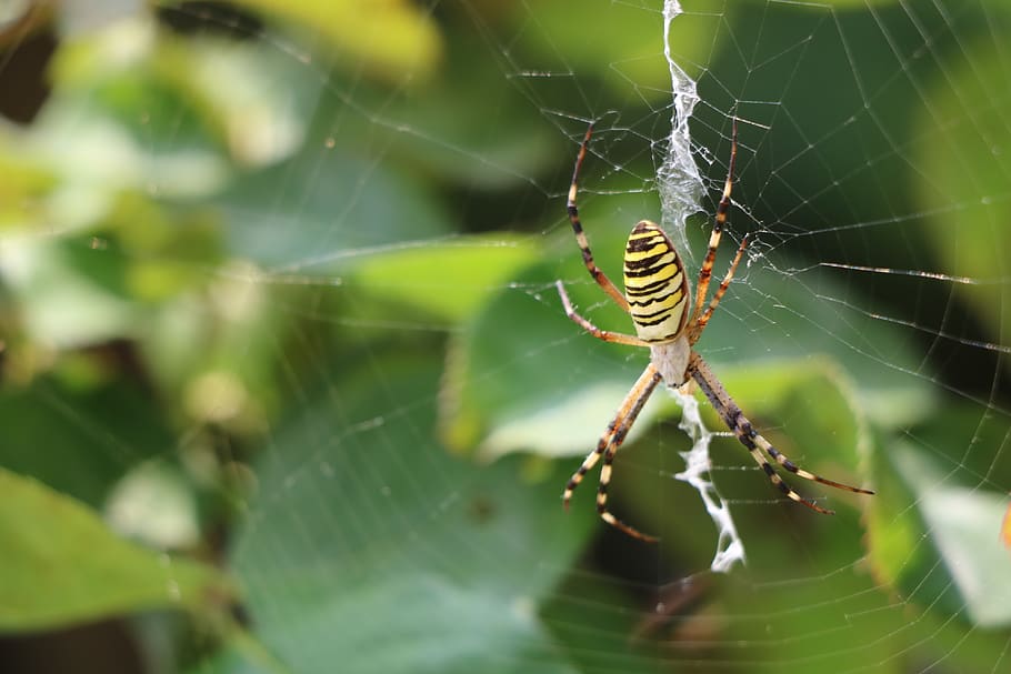 Spinne, Natur, Insekt, Makro, Netzwerk, Tier, Arthropoden aus, Pflanze, Spinnennetz, Tierthemen, wirbellos, ein Tier, Spinnentier, Tierwelt, Tiere in freier Wildbahn, Zerbrechlichkeit, Gliederfüßer, Nahansicht, Fokus auf den Vordergrund, Tag, Verletzlichkeit, Tierbein, Netz, selektiver Fokus, keine Leute, draußen, Komplexität, 4K
