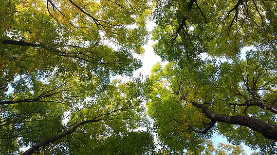 forrest, klony, Natura, Las, naturalny, Zielony, drzewa, niebo, na wolnym powietrzu, lato, na dworze, dom, sceniczny, środowisko, las klonowy, drzewo, roślina, wzrost, piękno natury, niski kąt widzenia, spokój, zielony kolor, wylądować, Oddział, scenics - natura, dzień, żadnych ludzi, spokojna scena, scena pozamiejska, bagażnik samochodowy, pnia drzewa, odbicie, Korona drzewa, bambus - roślina, 2K, CC0, domena publiczna, darmowe zdjęcia