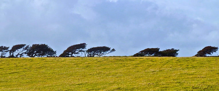 trees, windswept, horizon, paddock, atmosphere, plant, grass, environment, landscape, sky, land, scenics - nature, field, plain, tree, cloud - sky, meadow, tranquility, no people, beauty in nature, tranquil scene, nature, green color, non-urban scene, outdoors, pine tree, pine woodland, 2K, CC0, public domain, royalty free