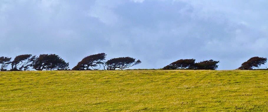arbres, plor de vent, horitzó, paddock, atmosfera, planta, herba, medi ambient, paisatge, cel, terra, escenics - natura, camp, plana, arbre, núvol - cel, prat, tranquil·litat, cap gent, bellesa a la natura, escena tranquil·la, naturalesa, color verd, escena no urbana, a l'aire lliure, pi, bosc de pi, 2K