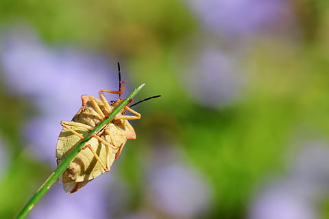 carpocoris fuscispinus, bug di frutta del nord, insetto, natura, avvicinamento, scarafaggio, foto di insetti, macro, estate, giardino, piccolo, filo d'erba, bellissimo, pianta, primavera, stagione, scalata, aggiornamento, un animale, invertebrato, animale, temi animali, fauna selvatica, concentrarsi sulle conoscenze acquisite, animali allo stato selvatico, bellezza nella natura, giorno, nessuno, colore verde, pianta fiorita, crescita, fiore, messa a fuoco selettiva, fragilità, 4K, CC0, dominio pubblico, privo di copyright