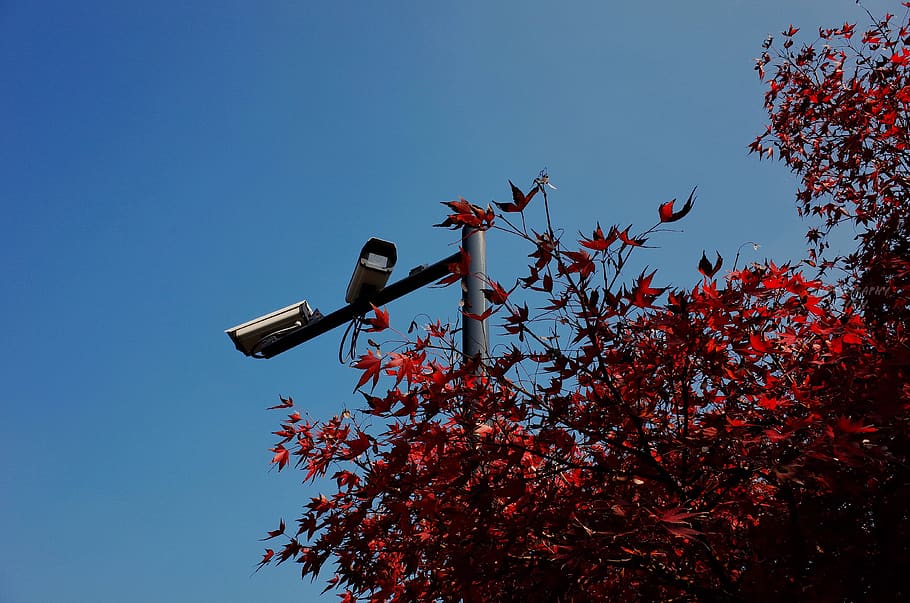 blad, plante, træ, Kina, Hangzhou, zhejiang universitet, fugl, dyr, ahorn, transportmidler, fly, køretøj, himmel, flyvende, trafiklys, lys, blomstre, blomst, agelaius, lav vinkel visning, natur, ingen mennesker, efterår, dag, vækst, skyfri himmel, afdeling, rød, udendørs, blå, lave om, belysningsudstyr, teknologi, gade, kopiere plads, skønhed i naturen, 4K