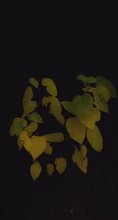 le foglie, foglia, giallo, albero, modificare, modificato, colore verde, parte vegetale, avvicinamento, notte, nessuno, girato in studio, sfondo nero, pianta, in casa, natura, crescita, bellezza nella natura, freschezza, copia spazio, natura morta, vista dall'alto, a forma di cuore, 4K, CC0, dominio pubblico, privo di copyright