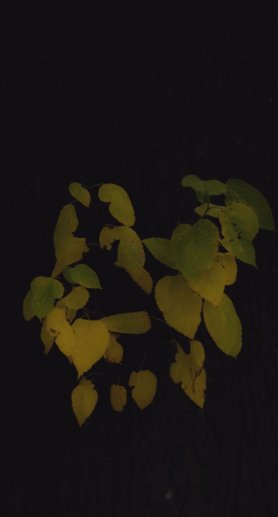 le foglie, foglia, giallo, albero, modificare, modificato, colore verde, parte vegetale, avvicinamento, notte, nessuno, girato in studio, sfondo nero, pianta, in casa, natura, crescita, bellezza nella natura, freschezza, copia spazio, natura morta, vista dall'alto, a forma di cuore, 4K